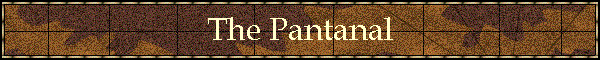 The Pantanal
