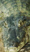 pantanal_caiman_face.jpg (29418 bytes)