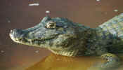 pantanal_caiman.jpg (23301 bytes)