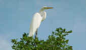 pantanal_egret.jpg (16478 bytes)