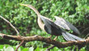pantanal_heron2.jpg (35345 bytes)
