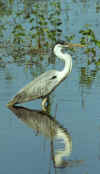 pantanal_heron.jpg (27527 bytes)