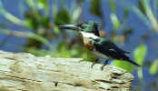 pantanal_kingfisher.jpg (27060 bytes)