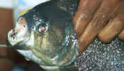 pantanal_piranha.jpg (26436 bytes)