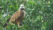 pantanal_raptor.jpg (37508 bytes)