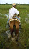 pantanal_rider.jpg (31919 bytes)
