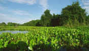 pantanal_vegetation.jpg (34219 bytes)