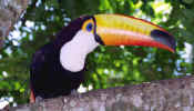 toucan_again.jpg (32367 bytes)