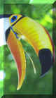 pantanal_toucan_bill.jpg (11403 bytes)