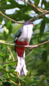 pinar_trogon.jpg (22836 bytes)