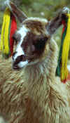 arequipa_alpaca.jpg (25832 bytes)