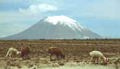 arequipa_camelids.jpg (24038 bytes)