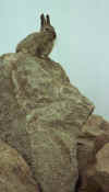 arequipa_rodent.jpg (17302 bytes)