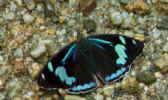 manu_black_butterfly.jpg (26398 bytes)
