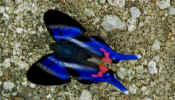 manu_blue_butterfly.jpg (30242 bytes)