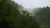 manu_cloud_forest.jpg (16882 bytes)
