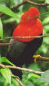 manu_cock_of_the_rock.jpg (21604 bytes)
