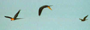 manu_macaws.jpg (20406 bytes)