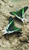 manu_moths.jpg (34374 bytes)