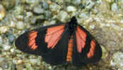 manu_orange_butterfly.jpg (26973 bytes)