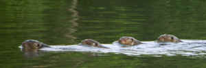 manu_otters.jpg (25798 bytes)