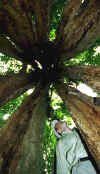manu_strangler.jpg (35806 bytes)