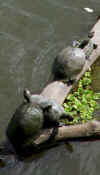 manu_turtles.jpg (19667 bytes)