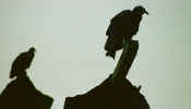 manu_vultures.jpg (10393 bytes)