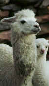 titicaca_alpaca.jpg (24200 bytes)