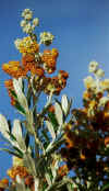 titicaca_buds.jpg (30707 bytes)