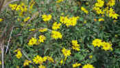 titicaca_daisies.jpg (42036 bytes)