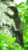 fais_iguana.jpg (39622 bytes)