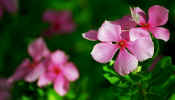 fais_pink_flowers.jpg (19497 bytes)