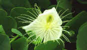 fais_white_flower.jpg (22394 bytes)
