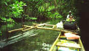 kosrae_boat_trp.jpg (37500 bytes)