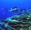 kosrae_diver.jpg (8739 bytes)