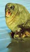 south_is_east_sealion_closeup.jpg (32192 bytes)