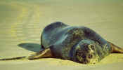 south_is_east_sealion_sleeping.jpg (21012 bytes)