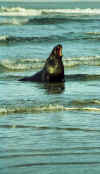 south_is_east_sealion_water.jpg (27263 bytes)
