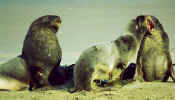 south_is_east_sealions_playing.jpg (27672 bytes)