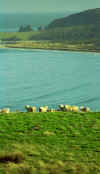 south_is_east_sheep_coastline.jpg (28347 bytes)