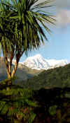south_is_west_palm_tree_mountains.jpg (31071 bytes)