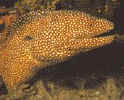 santo_ap_moray.jpg (8883 bytes)