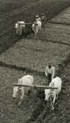 man_ploughjpg.jpg (36610 bytes)