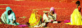 east_raj_pepper_fld.jpg (37975 bytes)
