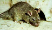 west_raj_bik_rat_cloe_up.jpg (25512 bytes)