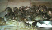 west_raj_bik_rats_feeding.jpg (26635 bytes)