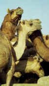 west_raj_camel_heads.jpg (24908 bytes)