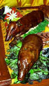 west_raj_pigs.jpg (40675 bytes)