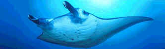 der_manta1.jpg (10278 bytes)
